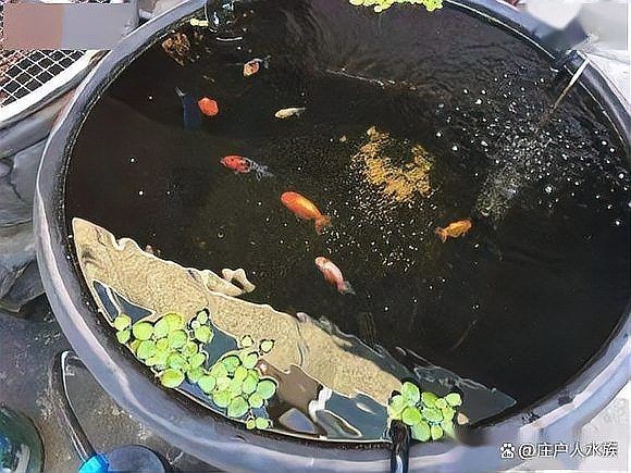 古法養魚一年不換水行嗎，揭秘古法養魚，真能實現全年免換水的生態奇跡