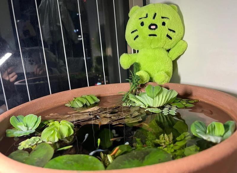 古法養魚一年不換水行嗎，揭秘古法養魚，真能實現全年免換水的生態奇跡