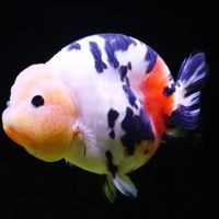 古法養魚一年不換水行嗎，揭秘古法養魚，真能實現全年免換水的生態奇跡