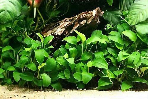 古法養魚一年不換水行嗎，揭秘古法養魚，真能實現全年免換水的生態奇跡