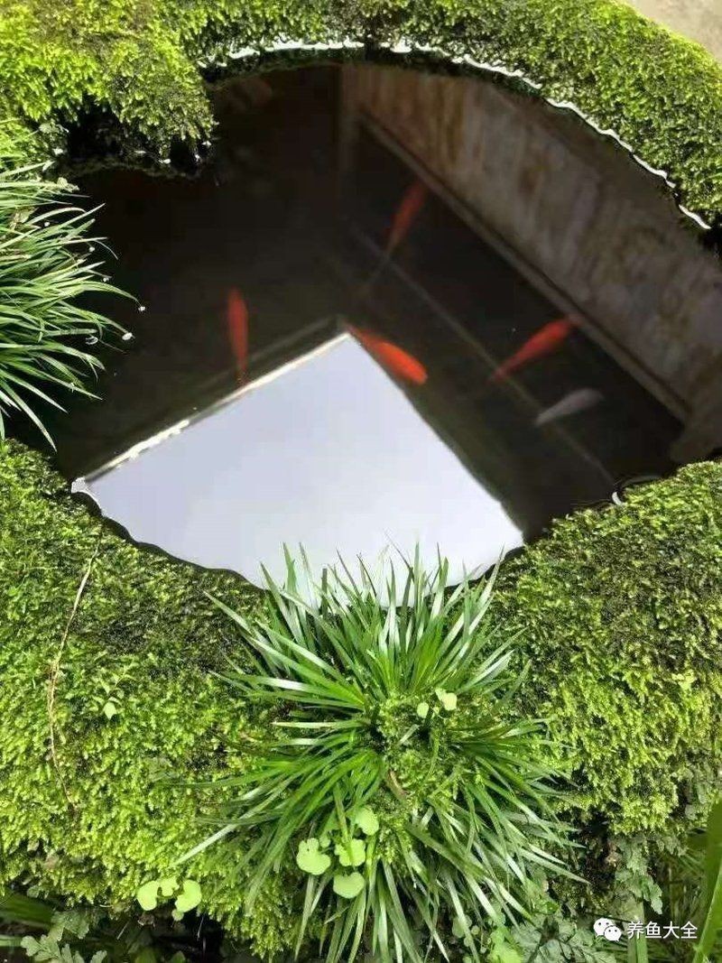 古法養魚一年不換水行嗎，揭秘古法養魚，真能實現全年免換水的生態奇跡