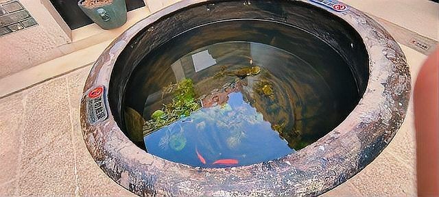 古法養魚一年不換水行嗎，揭秘古法養魚，真能實現全年免換水的生態奇跡