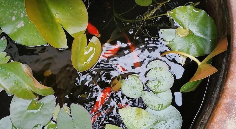 古法養魚一年不換水行嗎，揭秘古法養魚，真能實現全年免換水的生態奇跡