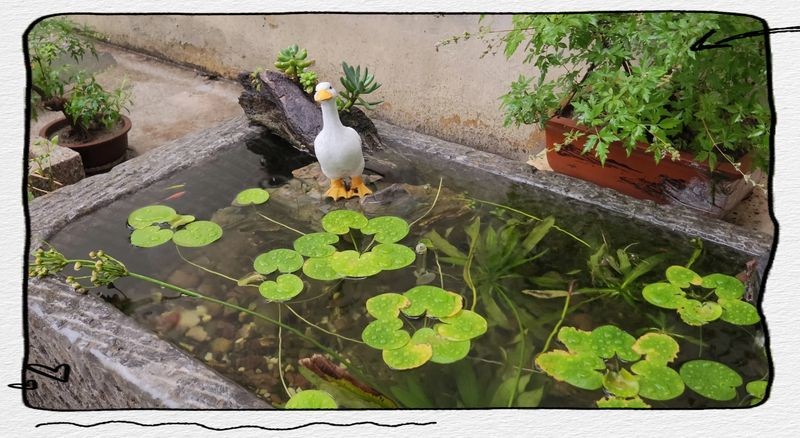 古法養魚一年不換水行嗎，揭秘古法養魚，真能實現全年免換水的生態奇跡