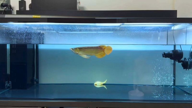 大湖紅龍好還是印尼紅龍好，大湖紅龍VS印尼紅龍，觀賞魚界雙雄對決，誰更勝一籌？
