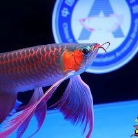 大湖紅龍好還是印尼紅龍好，大湖紅龍VS印尼紅龍，觀賞魚界雙雄對決，誰更勝一籌？