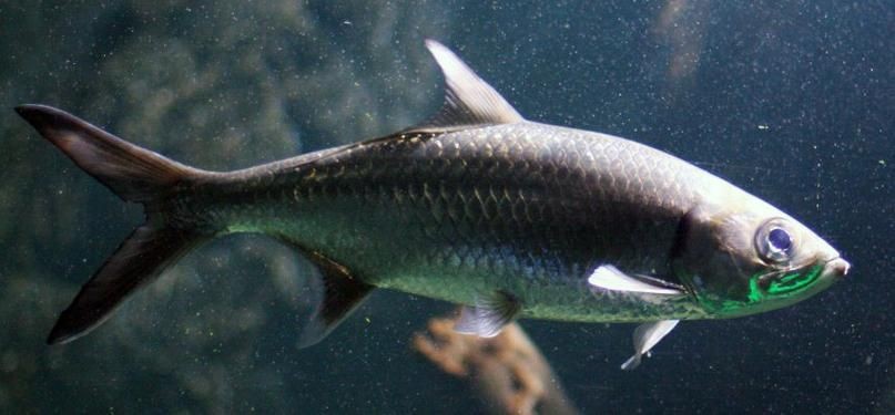 海鰱魚圖片大全大圖，高清海鰱魚圖片大全，超