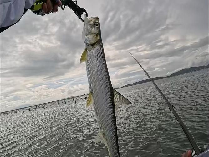 海鰱魚圖片大全大圖，高清海鰱魚圖片大全，超