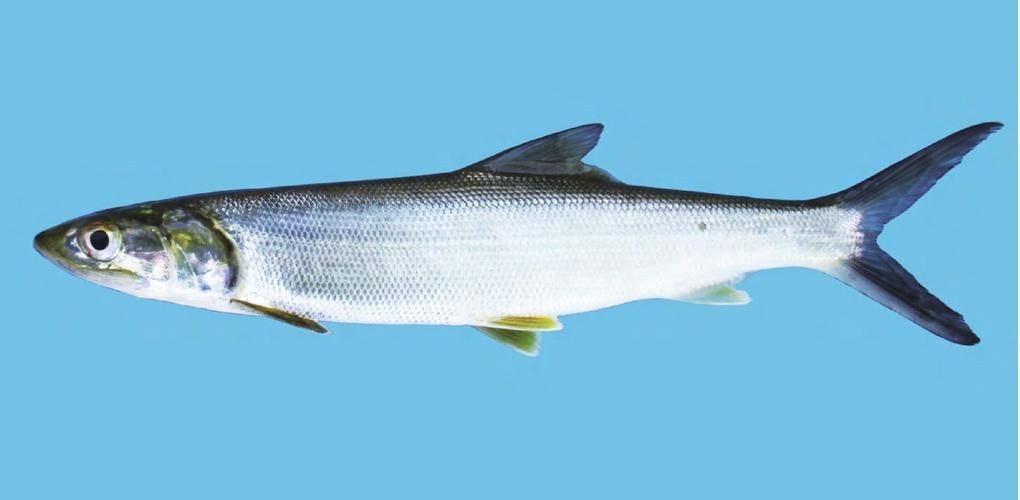海鰱魚圖片大全大圖，高清海鰱魚圖片大全，超