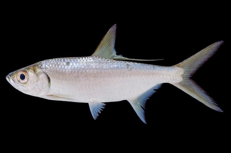 海鰱魚圖片大全大圖，高清海鰱魚圖片大全，超