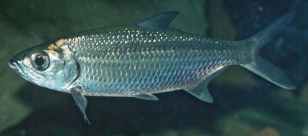 海鰱魚圖片大全大圖，高清海鰱魚圖片大全，超