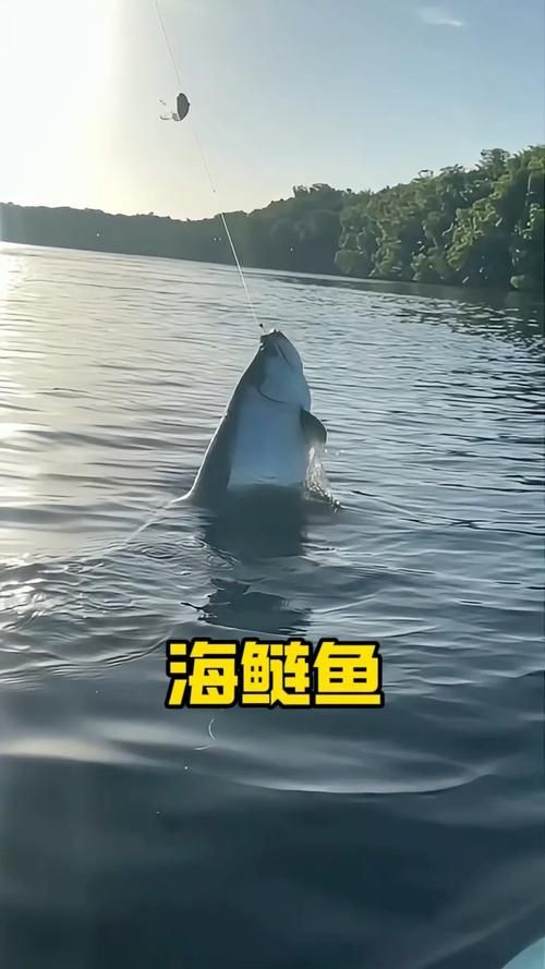 海鰱魚圖片大全大圖，高清海鰱魚圖片大全，超