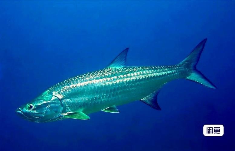 海鰱魚圖片大全大圖，高清海鰱魚圖片大全，超