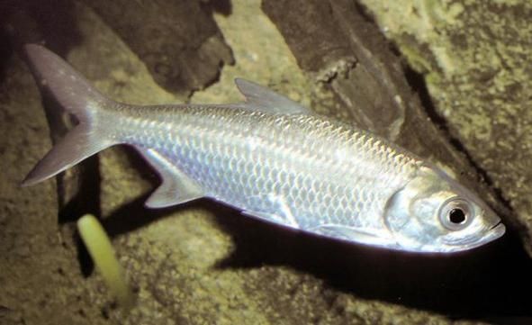 海鰱魚圖片大全大圖，高清海鰱魚圖片大全，超