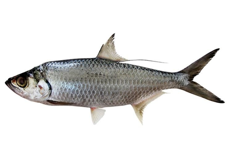 海鰱魚圖片大全大圖，高清海鰱魚圖片大全，超