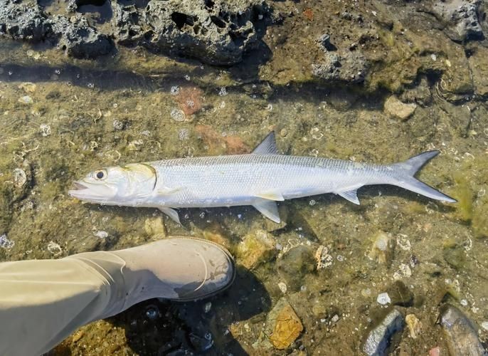 海鰱魚圖片大全大圖，高清海鰱魚圖片大全，超
