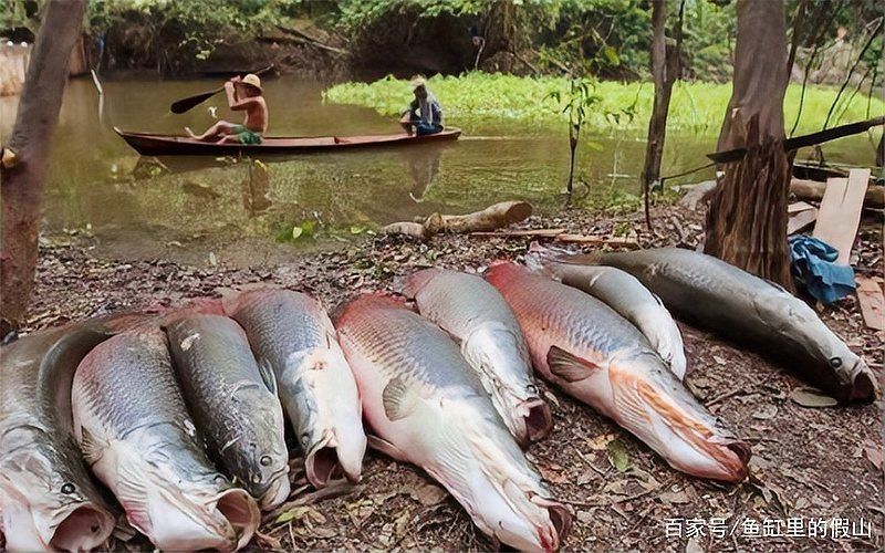 巨骨舌魚會攻擊人嗎，揭秘巨骨舌魚攻擊性 巨骨舌魚會攻擊人嗎，揭秘巨骨舌魚攻擊性 龍魚百科 第1張