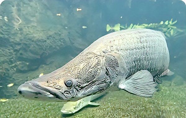 巨骨舌魚會攻擊人嗎，揭秘巨骨舌魚攻擊性 巨骨舌魚會攻擊人嗎，揭秘巨骨舌魚攻擊性 龍魚百科 第3張
