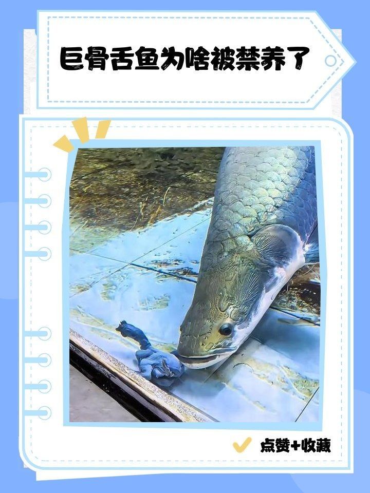 巨骨舌魚會攻擊人嗎，揭秘巨骨舌魚攻擊性 巨骨舌魚會攻擊人嗎，揭秘巨骨舌魚攻擊性 龍魚百科 第17張
