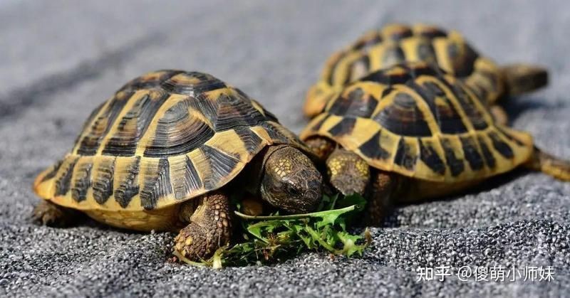 老人說家里不能隨便養烏龜，揭秘！老人口中家宅忌養龜背后的民俗