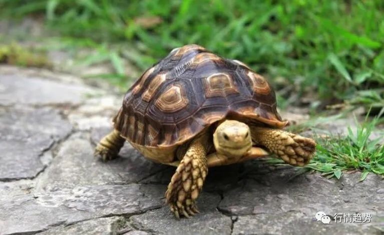 老人說家里不能隨便養烏龜，揭秘！老人口中家宅忌養龜背后的民俗