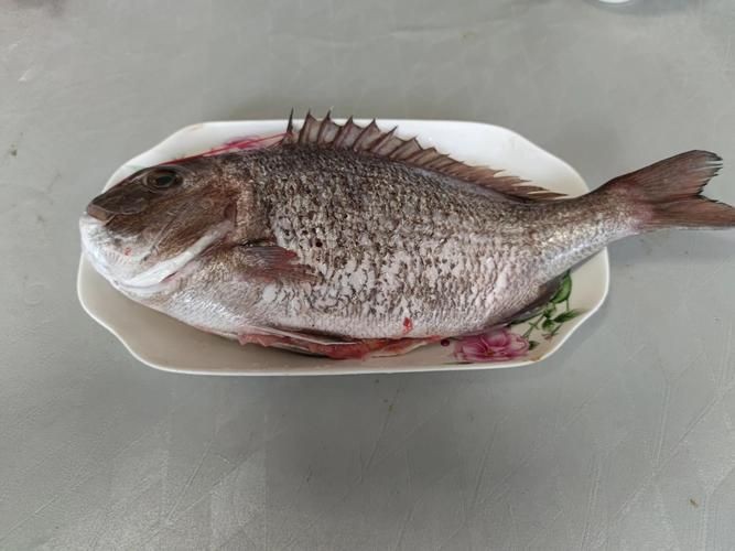 海浮魚圖片，高清海浮魚圖片大全，水下精靈的絕美身