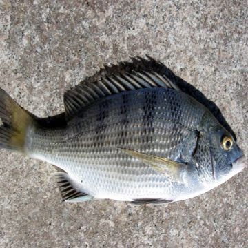 海浮魚圖片，高清海浮魚圖片大全，水下精靈的絕美身
