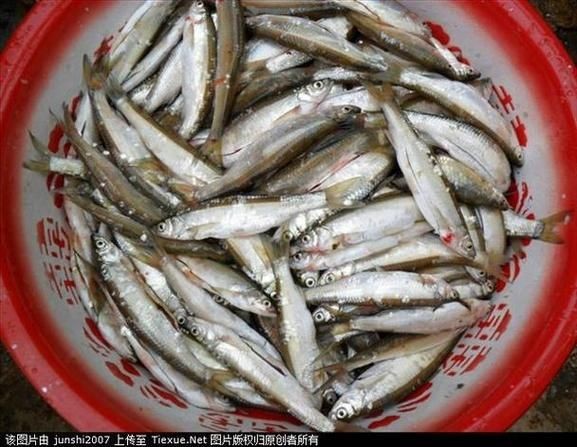 海浮魚圖片，高清海浮魚圖片大全，水下精靈的絕美身