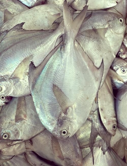 海浮魚圖片，高清海浮魚圖片大全，水下精靈的絕美身