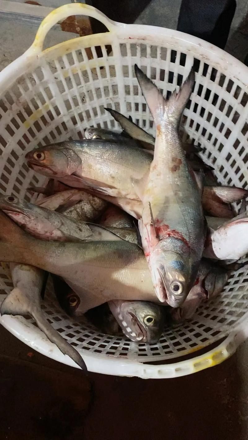 海浮魚圖片，高清海浮魚圖片大全，水下精靈的絕美身
