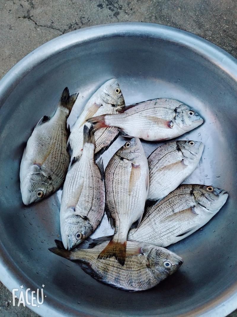 海浮魚圖片，高清海浮魚圖片大全，水下精靈的絕美身