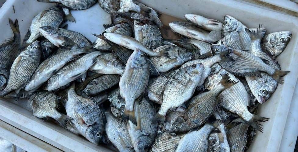海浮魚圖片，高清海浮魚圖片大全，水下精靈的絕美身