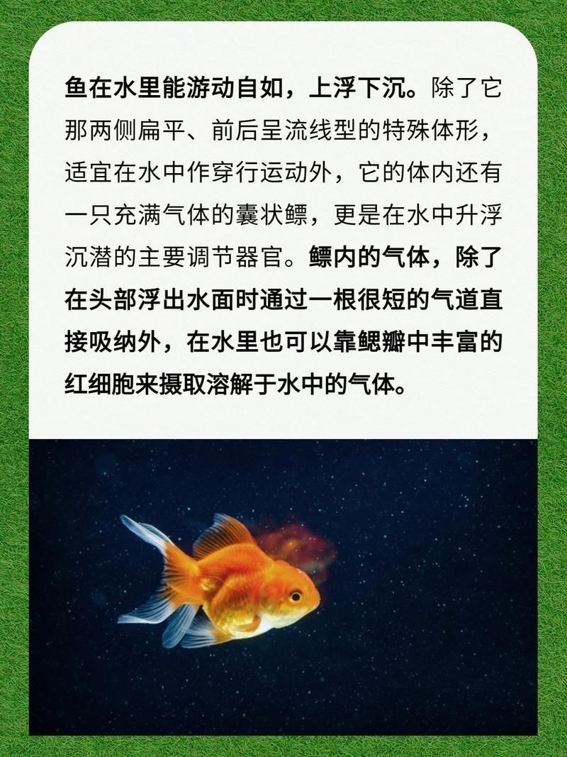 海浮魚圖片，高清海浮魚圖片大全，水下精靈的絕美身