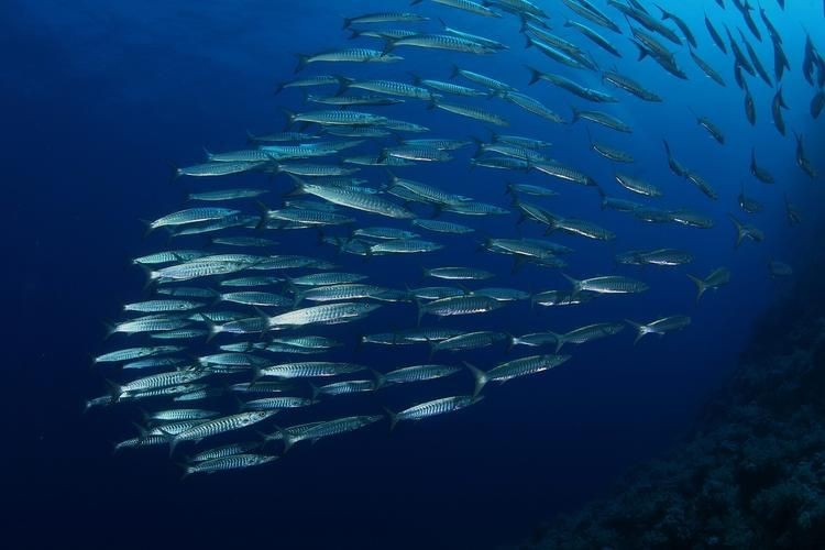 海浮魚圖片，高清海浮魚圖片大全，水下精靈的絕美身