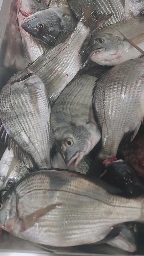 海浮魚圖片，高清海浮魚圖片大全，水下精靈的絕美身