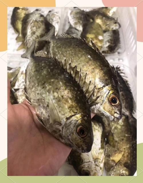 海浮魚圖片，高清海浮魚圖片大全，水下精靈的絕美身