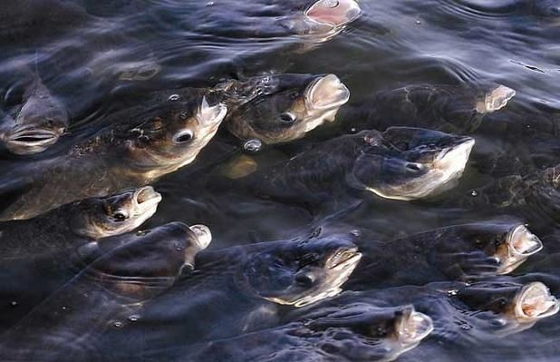 海浮魚圖片，高清海浮魚圖片大全，水下精靈的絕美身