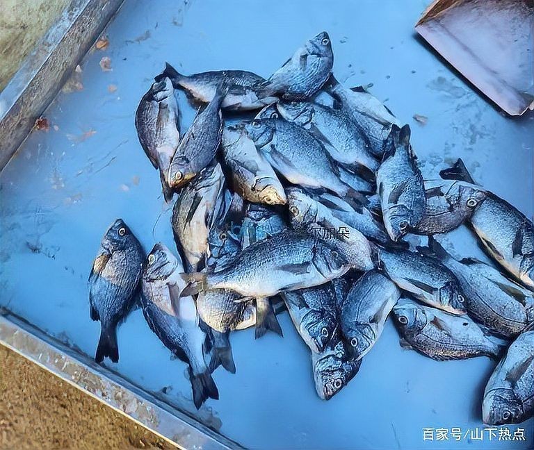 海浮魚圖片，高清海浮魚圖片大全，水下精靈的絕美身