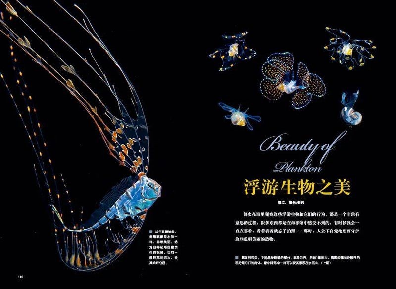 海浮魚圖片，高清海浮魚圖片大全，水下精靈的絕美身