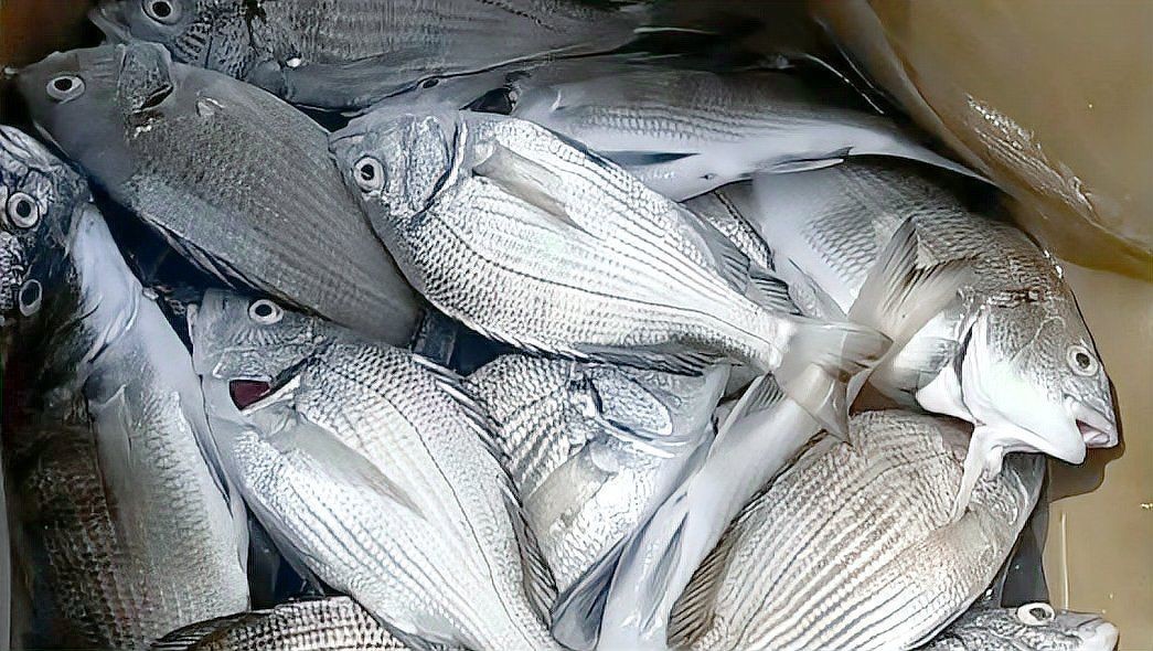 海浮魚圖片，高清海浮魚圖片大全，水下精靈的絕美身