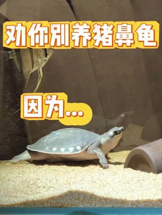家里養(yǎng)豬鼻龜好不好，揭秘，家養(yǎng)豬鼻龜究竟適 家里養(yǎng)豬鼻龜好不好，揭秘，家養(yǎng)豬鼻龜究竟適 全國水族館企業(yè)名錄 第19張