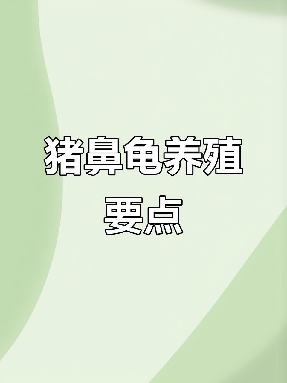 家里養(yǎng)豬鼻龜好不好，揭秘，家養(yǎng)豬鼻龜究竟適 家里養(yǎng)豬鼻龜好不好，揭秘，家養(yǎng)豬鼻龜究竟適 全國水族館企業(yè)名錄 第5張