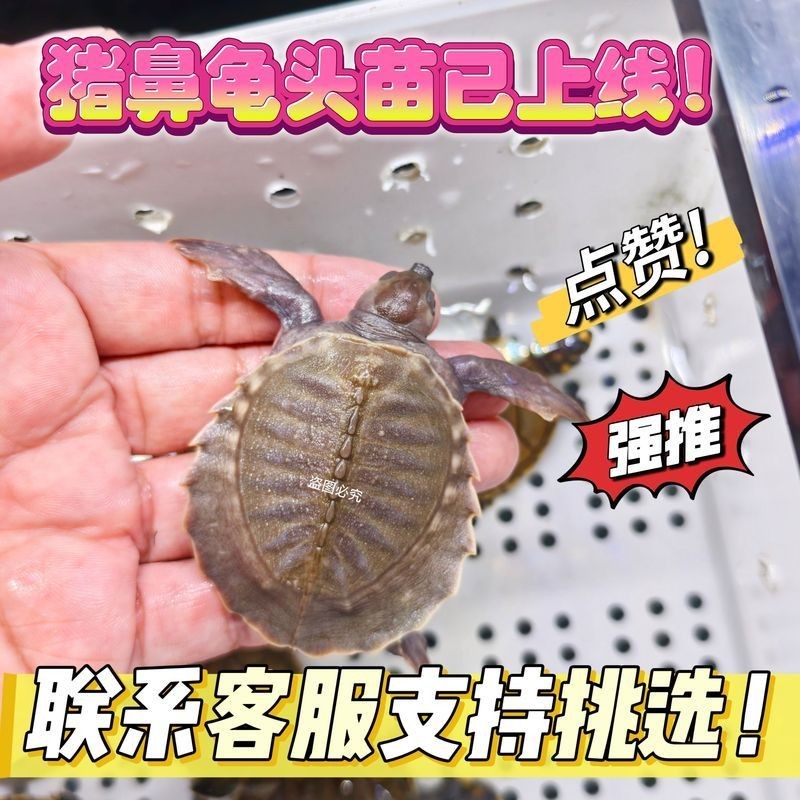 家里養(yǎng)豬鼻龜好不好，揭秘，家養(yǎng)豬鼻龜究竟適 家里養(yǎng)豬鼻龜好不好，揭秘，家養(yǎng)豬鼻龜究竟適 全國水族館企業(yè)名錄 第15張