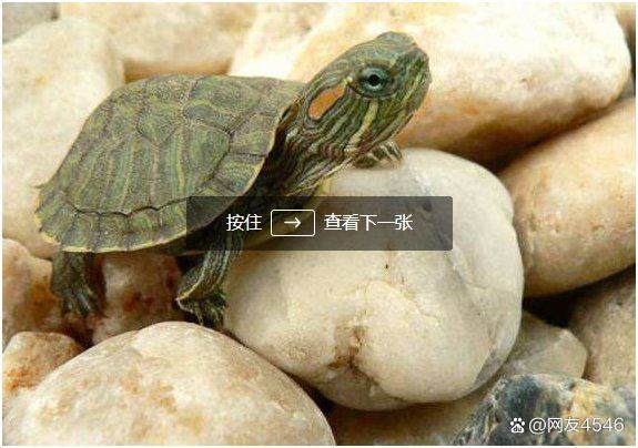 家里養(yǎng)豬鼻龜好不好，揭秘，家養(yǎng)豬鼻龜究竟適 家里養(yǎng)豬鼻龜好不好，揭秘，家養(yǎng)豬鼻龜究竟適 全國水族館企業(yè)名錄 第16張
