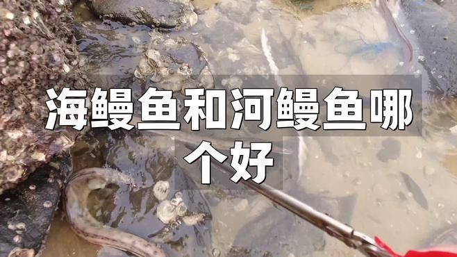 海鰻和河鰻的區別，海鰻與河鰻大不同！從生長環境到食用