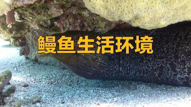 海鰻和河鰻的區別，海鰻與河鰻大不同！從生長環境到食用