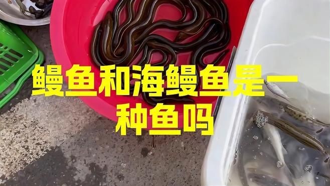 海鰻和河鰻的區別，海鰻與河鰻大不同！從生長環境到食用
