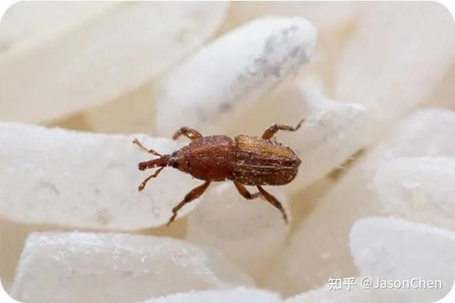家里有象鼻蟲要警惕了，家中驚現象鼻蟲！警惕