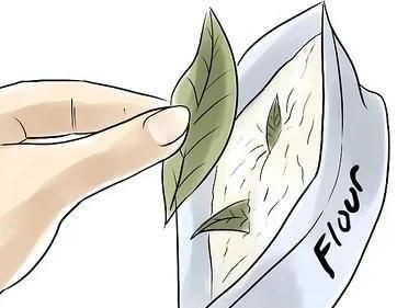 家里有象鼻蟲要警惕了，家中驚現象鼻蟲！警惕