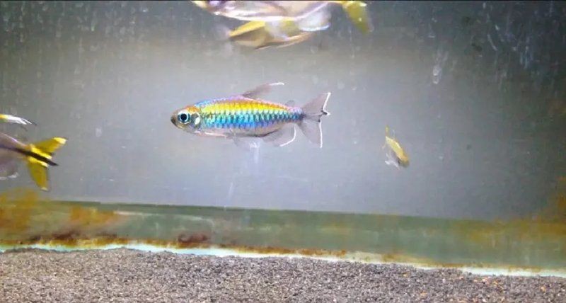 剛果美人魚好養嗎，剛果美人魚飼養全解析，習性特點與